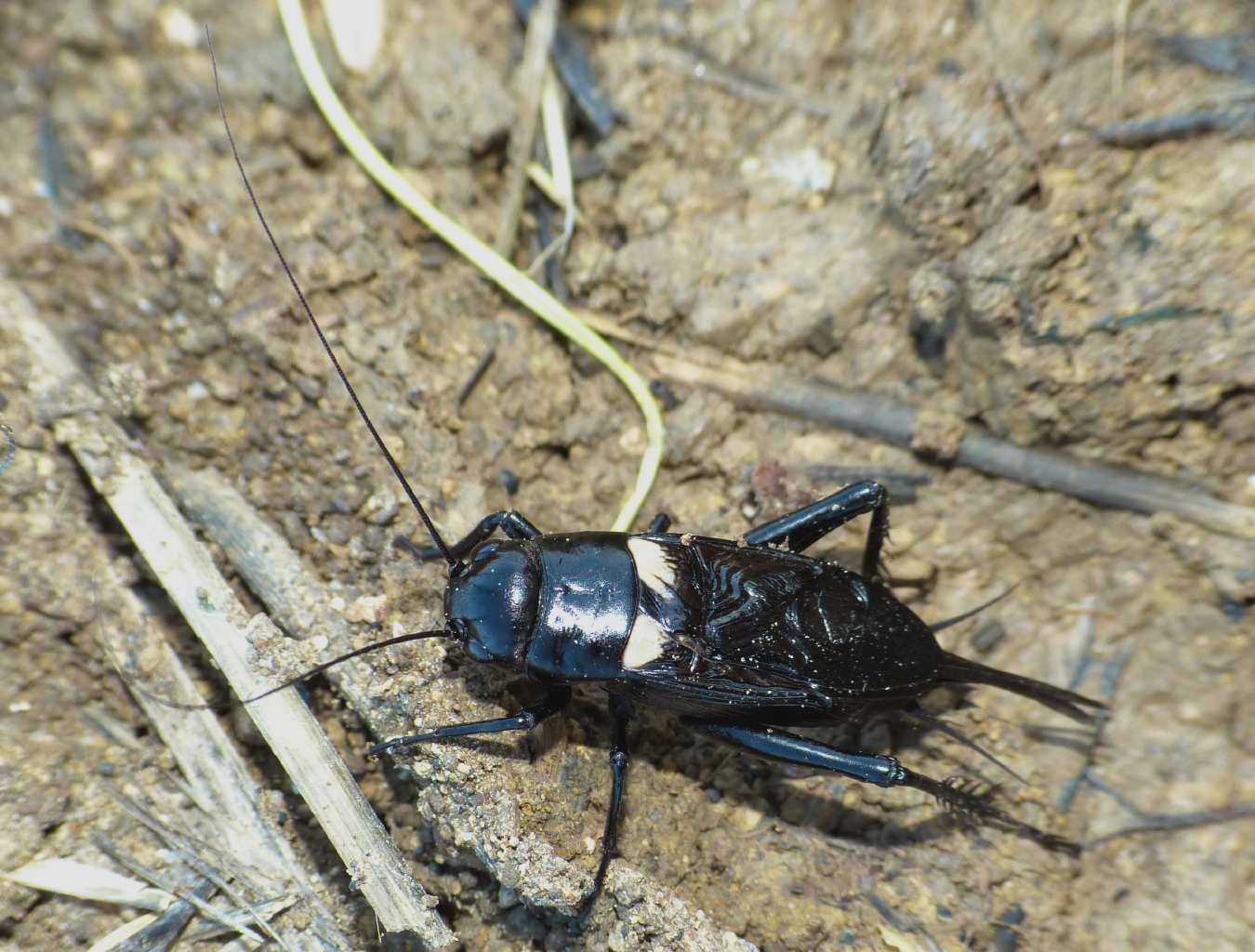 Gryllus bimaculatus a Santa Severa